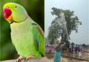 छत्तीसगढ़ में जल संकट के बीच हैरान करने वाली घटना: पालतू तोते को उतारने के लिए बहाया गया पूरा पानी का टैंकर, फायर ब्रिगेड की भूमिका पर उठे सवाल