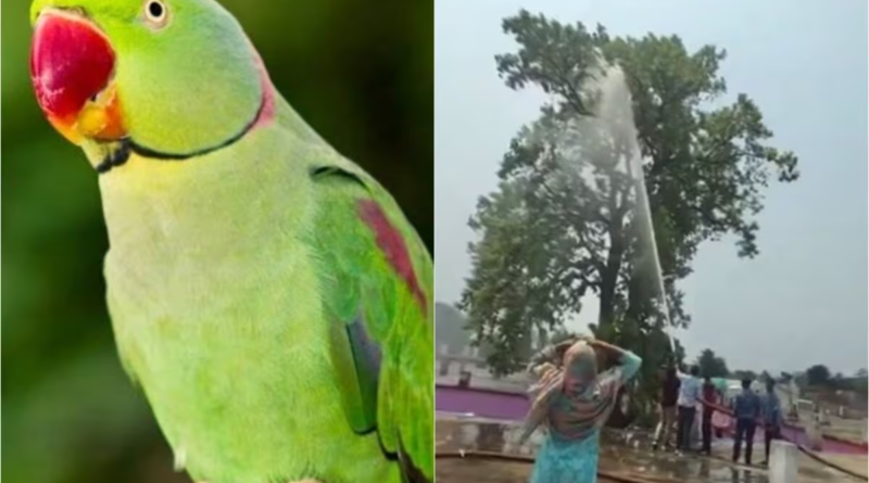 छत्तीसगढ़ में जल संकट के बीच हैरान करने वाली घटना: पालतू तोते को उतारने के लिए बहाया गया पूरा पानी का टैंकर, फायर ब्रिगेड की भूमिका पर उठे सवाल