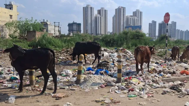 गुरुग्राम में कूड़ा प्रबंधन पर बड़ा दांव: 606 करोड़ के टेंडर जारी, 5 साल तक घर-घर होगा कलेक्शन और प्रोसेसिंग सिस्टम मजबूत करने की तैयारी