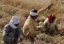 हरियाणा में बदलेगा मौसम, गेहूं की फसल पर असर; किसानों ने तेज की कटाई, पैदावार घटने के संकेत