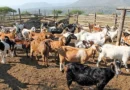 झारखंड सरकार की बड़ी योजना, बकरा पालन पर मिलेगा 70% अनुदान; 100 बकरी-5 बकरों की यूनिट के लिए 6.84 लाख की सब्सिडी