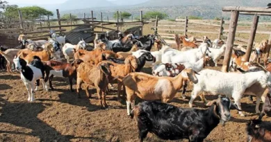 झारखंड सरकार की बड़ी योजना, बकरा पालन पर मिलेगा 70% अनुदान; 100 बकरी-5 बकरों की यूनिट के लिए 6.84 लाख की सब्सिडी