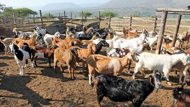 झारखंड सरकार की बड़ी योजना, बकरा पालन पर मिलेगा 70% अनुदान; 100 बकरी-5 बकरों की यूनिट के लिए 6.84 लाख की सब्सिडी