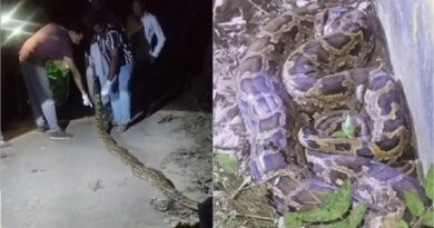आधी रात को दिखा 14 फीट लंबा विशालकाय अजगर, मचा हड़कंप; वन विभाग ने रेस्क्यू कर जंगल में छोड़ा